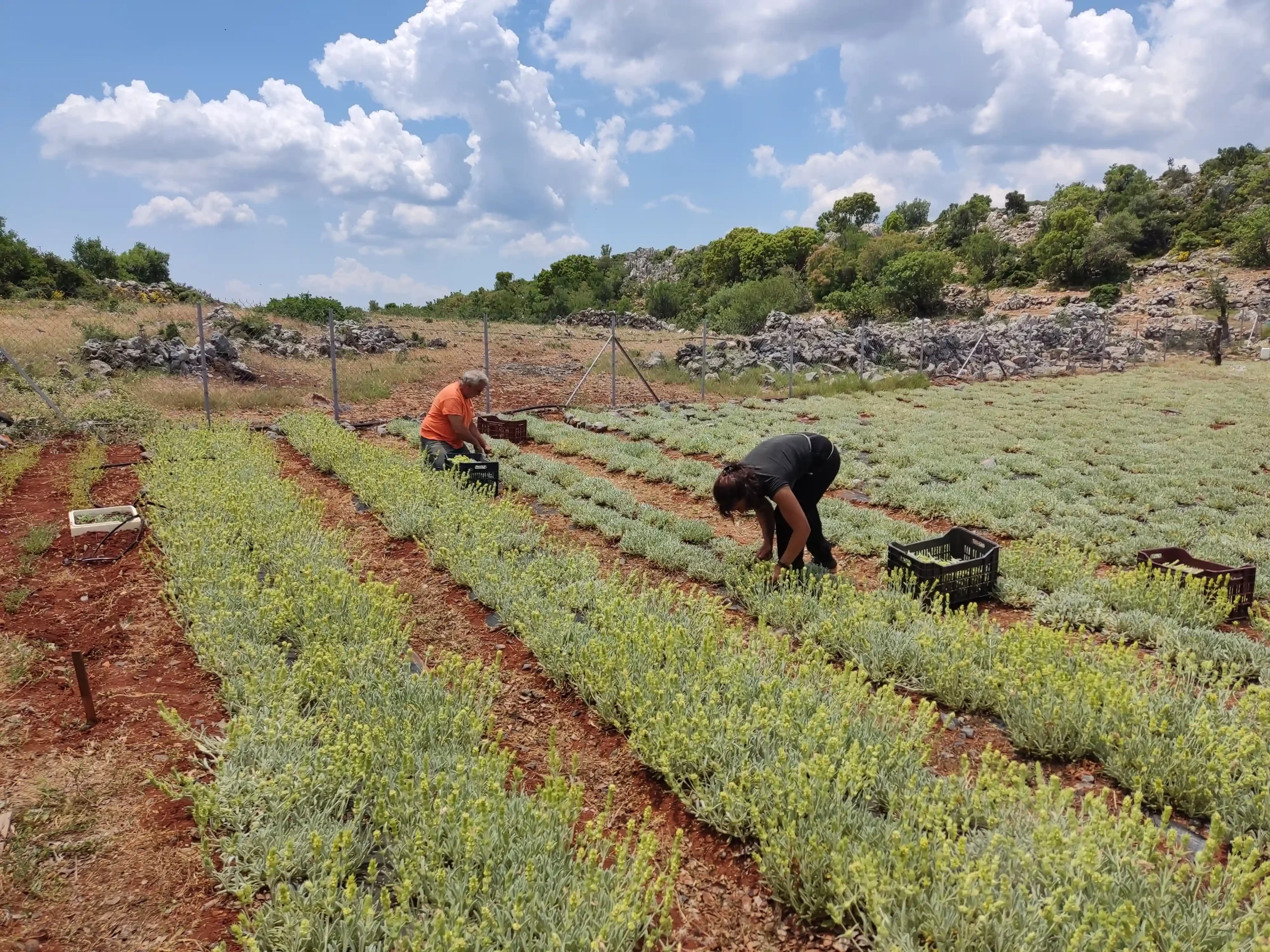 Ορεινό τοπίο της περιοχής
